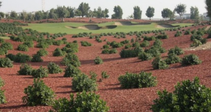 Landscape Mulch on a Golf Course.