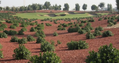 colored landscape mulch golf course