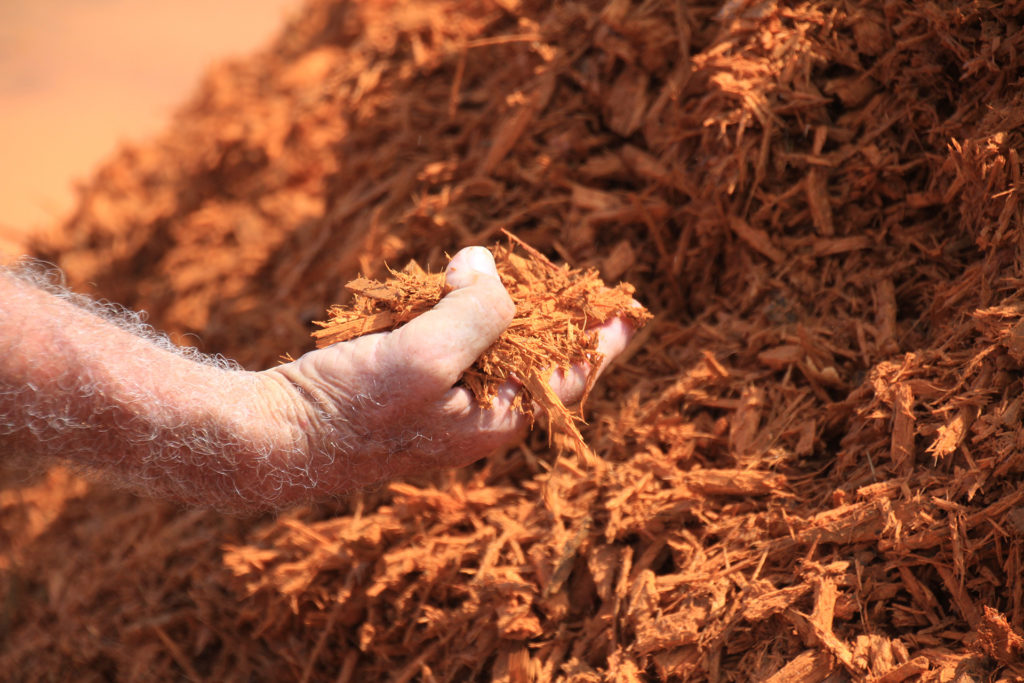 gold colored mulch in hand