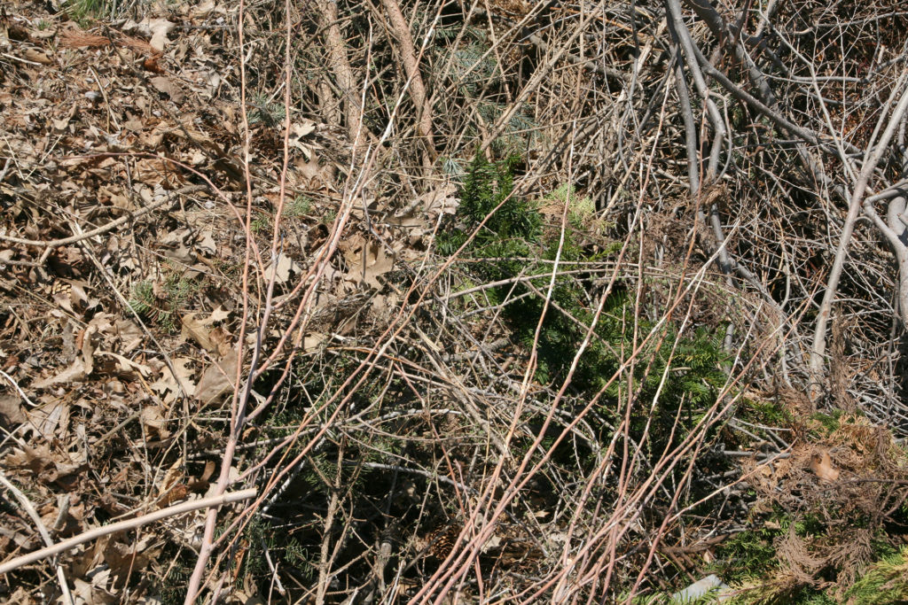green yard waste pile