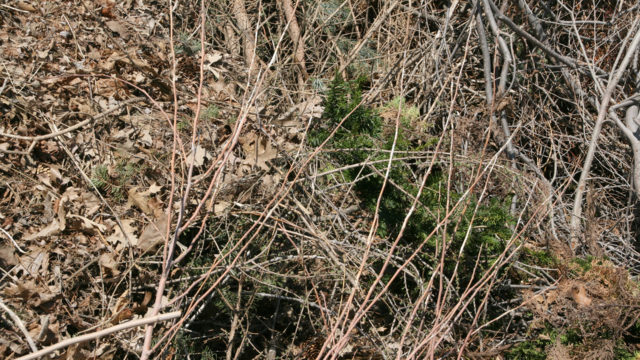 green yard waste pile