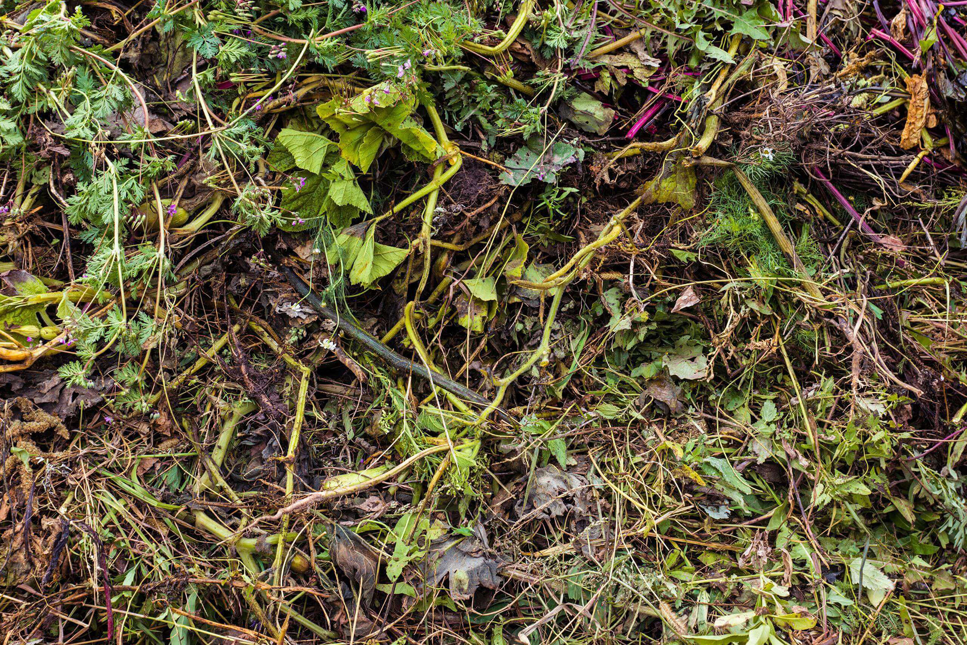 Торф торфяная почва. Навоз перегной. Отходы зелени. Гумус почвы. Поле после уборки подсолнечника.