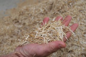 switchgrass poultry bedding