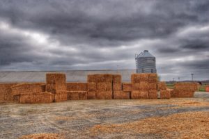 switchgrass square bales stack