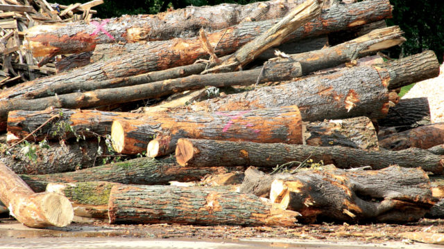 logs raw material