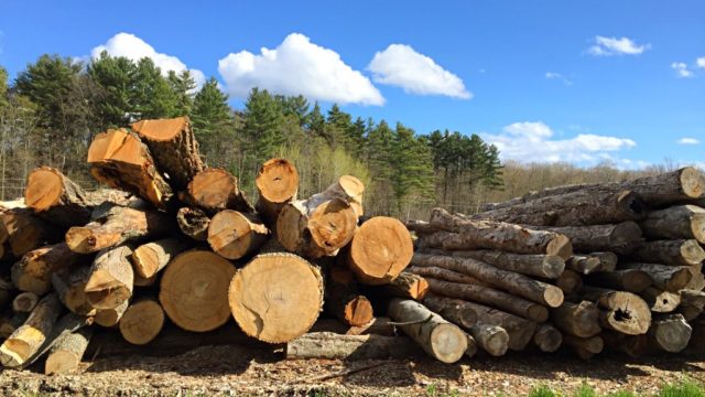 Harvested timber in front of a forest.